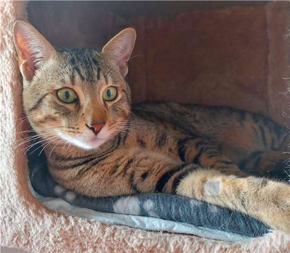 Samba sucht ein Zuhause. Foto: Tierheim u. Tierschutzverein Kreis Ahrweiler e.V.