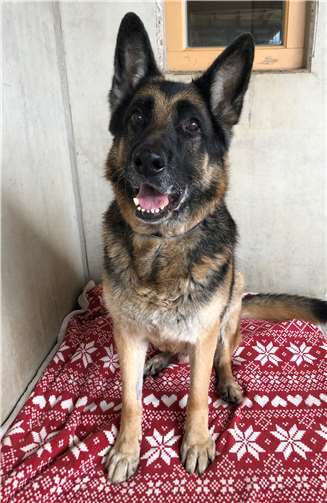 Sammy ist durch den Tierheimalltag sehr gestresst. Foto: privat