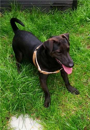 Sammy ist ein Jack Russell Mix und hat Power.Foto: privat