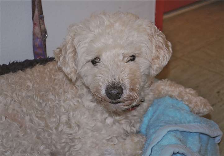 Sammy ist ein kleiner und anhänglicher Rüde.