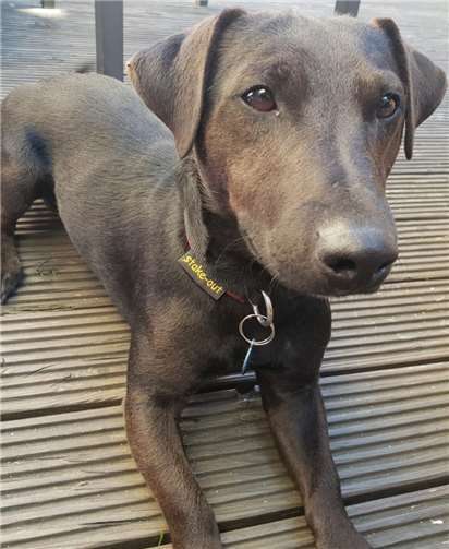 Sammy liebt Kinder über alles. Foto: privat