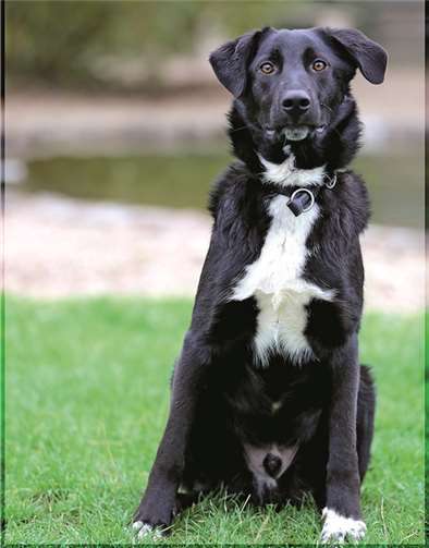 Samo benötigt dringend eine Operation.  Privat