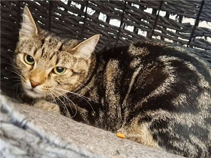 Samson.  Foto: privat