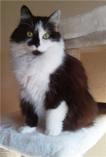 Samtpfote Luna.Foto: privat