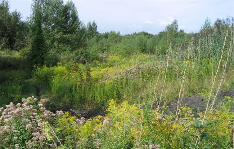Sandhalde im Urzustand2005.Foto: Wischnat