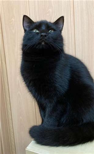 Sandokan.  Foto: privat