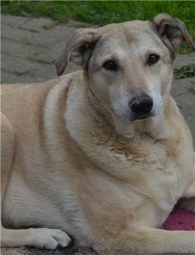 Sandy sucht neue Freunde. Tierschutz Siebengebirge / AF