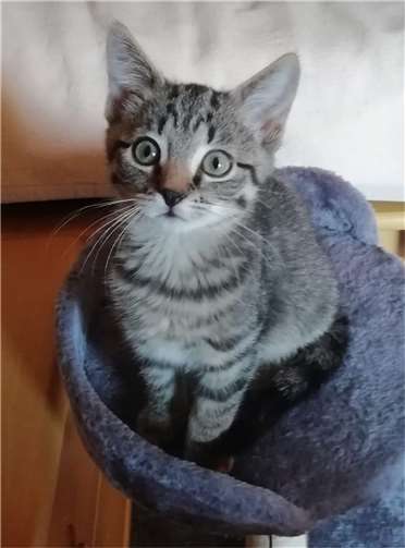 Sasu sucht Anschluss.