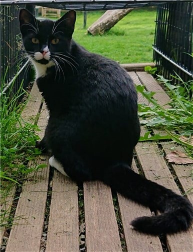 Sasu würde gerne in ein Für-Immer-Zuhause umziehen.  Foto: privat