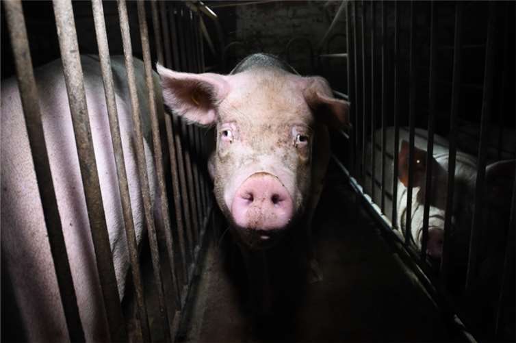 Sau im Kastenstand. Foto: Jo-Anne McArthur / We Animals