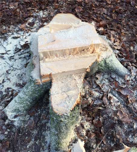 Sauberes Ergebnis braucht gute Fälltechnik.