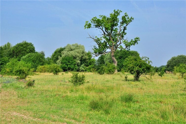 Savannenähnliche Strukturen herrschen im Beweidungsprojekt Schmidtenhöhe. Foto: Marcel Weidenfeller