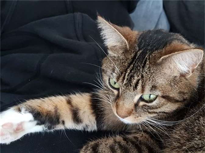 Scampi.  Fotos: privat