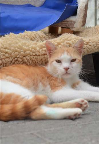 Scarlet.Fotos: privat