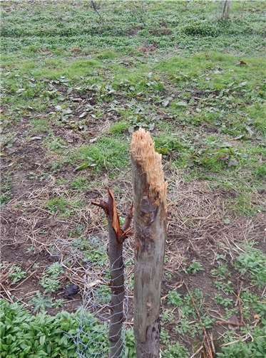 Schadensbild an einem der Pflaumenbäume.