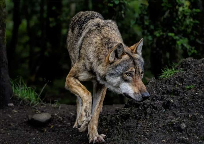 Schadensfall im Westerwald: eine DNA-Analyse soll Klarheit bringen. Foto:
