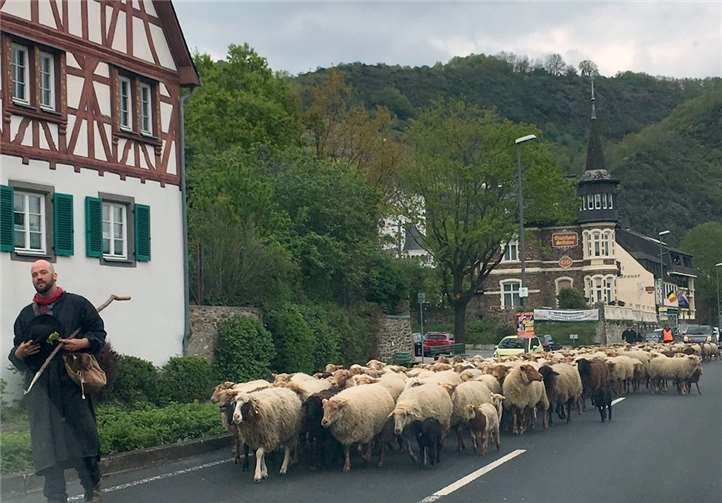 Schäfer Steffen Carmin zog am Wochenbeginn von der Eifel kommend bei Treis-Karden über die Mosel in Richtung Hunsrück.Foto: MT