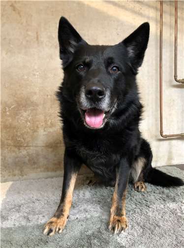 Schäferhund Jackman ist 11 Jahre alt.