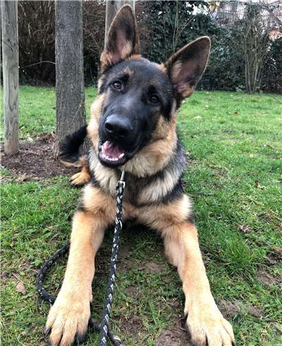 Schäferhund Mischka.Foto: privat