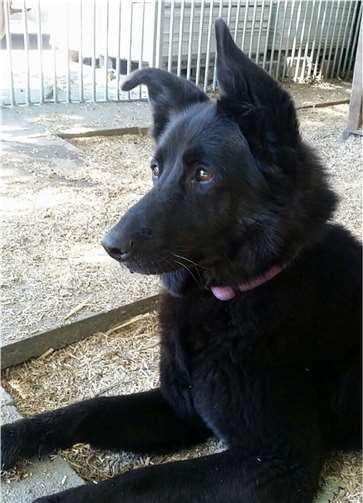 Schäferhund-Mix-Hündin träumt von einem neuen Zuhause.Tierheim u. Tierschutzverein Kreis Ahrweiler e.V.