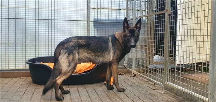 Schäferhund-Mix Zeus. Fotos: privat