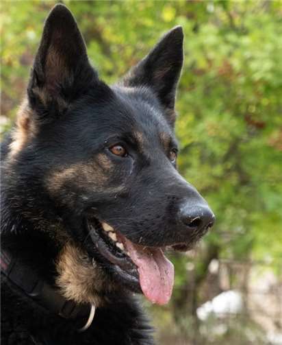 Schäferhund Skalli.privat