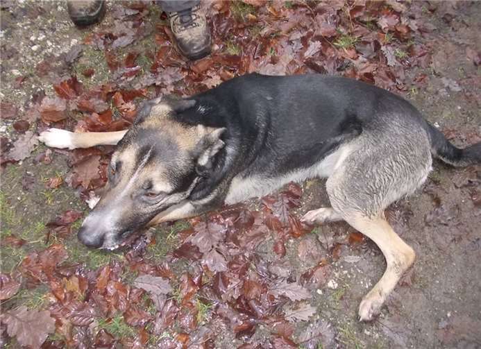 „Schafe, ähm - Möhnen hüten ist sooo anstrengend“.