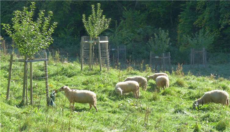 Schafe weiden auf der Streuobstwiese in Leimbach-Adorferhof.Foto: Winfried Sander