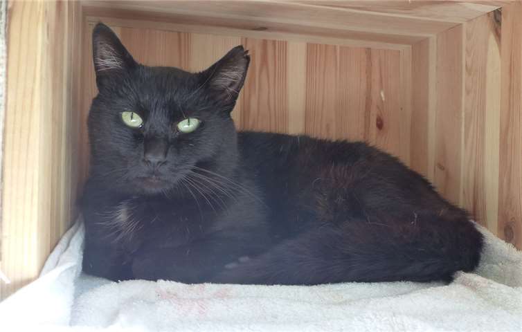 Schatan ist ein sehr Zuwendungsbedürftiger Kater. Privat