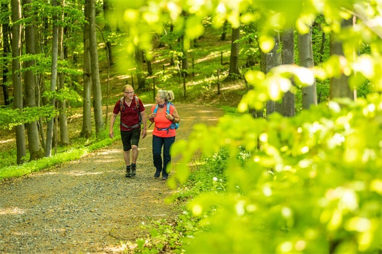 Schattige Waldwege sorgen auch bei hohen Temperaturen für eine angenehme Wandererfahrung.