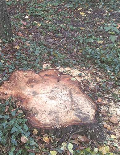 Schaut man sich den Baumschnitt der hier abgebildeten Kastanie an, kann sich der Laie keinen Reim daraus machen, was dem Baum gefehlt haben könnte. privat