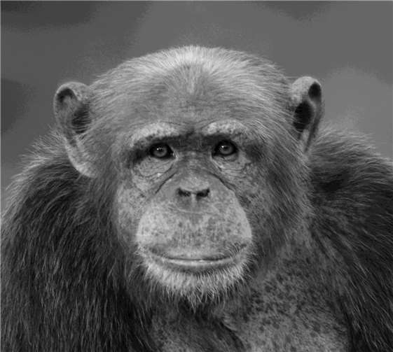 Schimpanse Marlock ist plötzlich verstorben.  Foto: M. Stamm