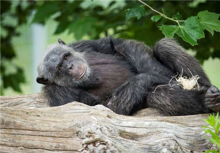 Schimpanse im Zoo Neuwied. Foto: Zooschule