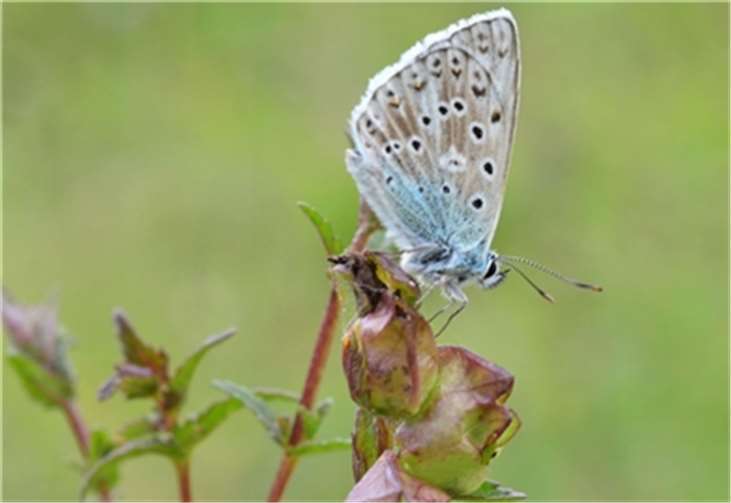 Schmetterlinge können in den Garten gelockt werden.