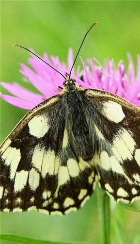 Schmetterlinge, wie dieser Schachbrett- oder Damenbrettfalter, können bei der Wanderung bewundert werden. Michael Schroeren
