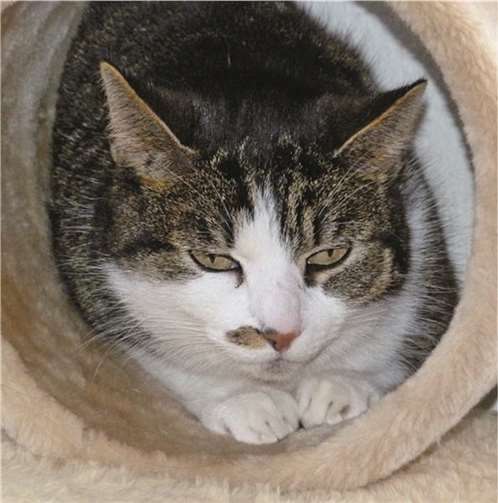 Schmusekatze Lilli.privat