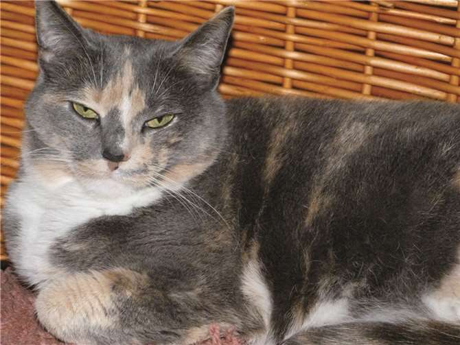 Schmusekatze Mia sucht ein neues Zuhause.privat