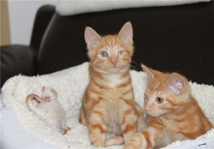 Schmusen können Izzy und Spike wie die Weltmeister.Foto: privat
