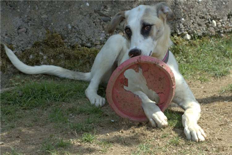 Schnappschüsse wie dieser können für den nächsten Kalender eingereicht werden.  Foto: Tierschutz Siebengebirge