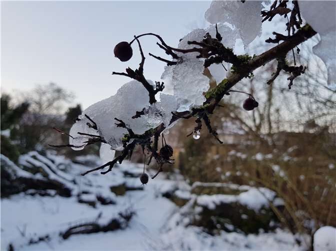 Schnee im Januar.Fotos: Arbeitskreis Naturnaher Schaugarten Wachtberg