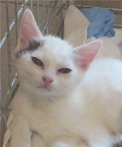 Schneewittchen braucht keine sieben Zwerge, sondern ein neues Zuhause. privat