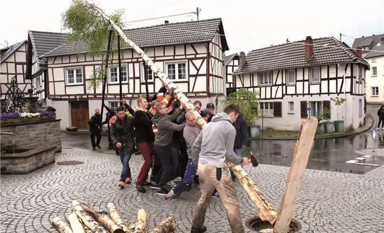 Schnell richteten die Junggesellen des Wallfahrtsortes die mächtige Birke auf dem Brunnenplatz auf. DL