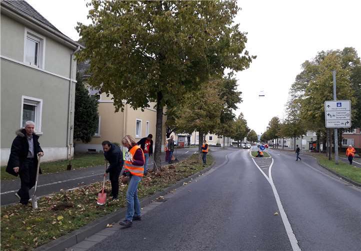 Schnell waren die Wildkrokuszwiebeln eingepflanzt.