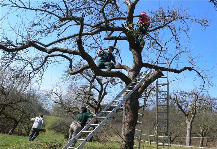 Schnittmaßnahmen sichern den Erhalt alter Obstbäume.Foto: privat