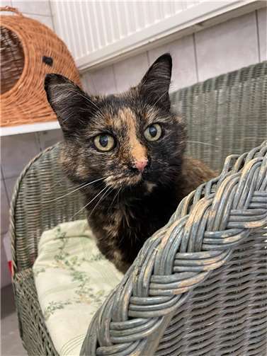 Schnucki aus dem Tierheim in Mayen.  Foto: privat