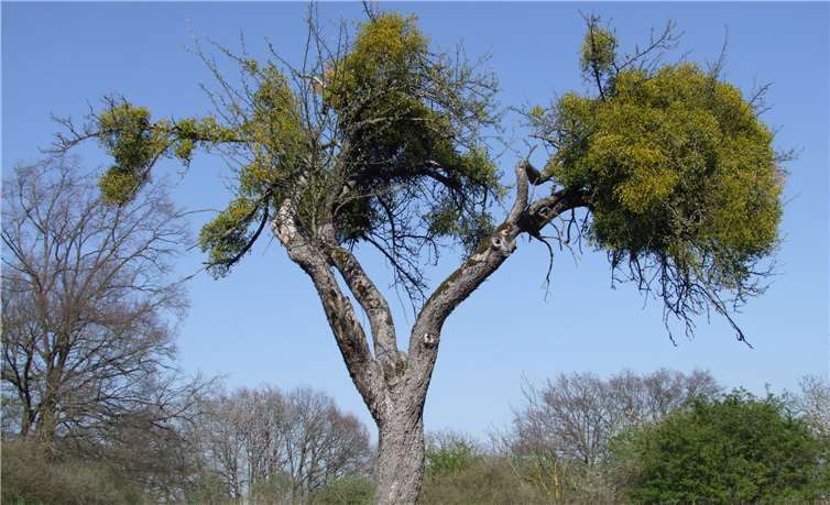 Schön, aber für den Baum eine Last: Die halbparasitische Mistel. Fotos: Christoph Vanberg