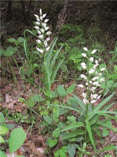 Schönheiten, wie das Schwertblätterige Waldvögelein sind zu dieser Jahreszeit in der Natur zu entdecken. privat