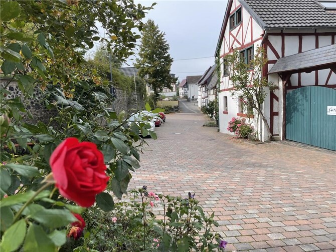 Schönste Rosen blühen in Löhndorf. Foto: ROB