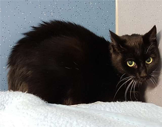 Schokolina Foto: privat