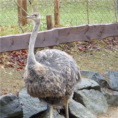 Schon bald darfTairan zu den anderen Straußen aufdie „Afrikawiese“.Privat